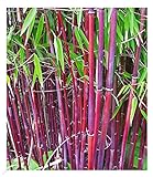BALDUR Garten Roter Bambus 'Chinese Wonder' winterhart, 1 Pflanze, Fargesia jiuzhaigou No.1 bildet Keine Wurzelausläufer, schnell wachsend, pflegeleicht