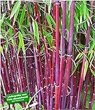 BALDUR Garten Roter Bambus 'Chinese Wonder' winterhart, 1 Pflanze Fargesia jiuzhaigou No.1 bildet Keine Wurzelausläufer, schnell wachsend
